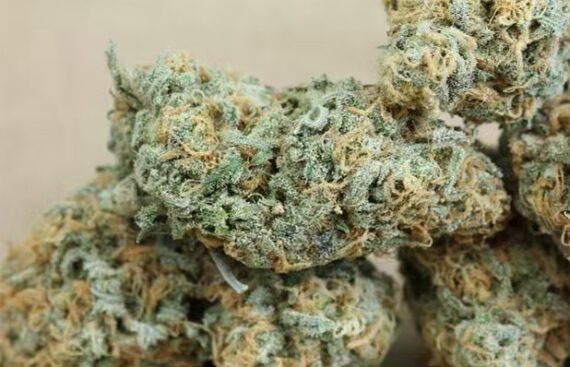 Blue Dream
