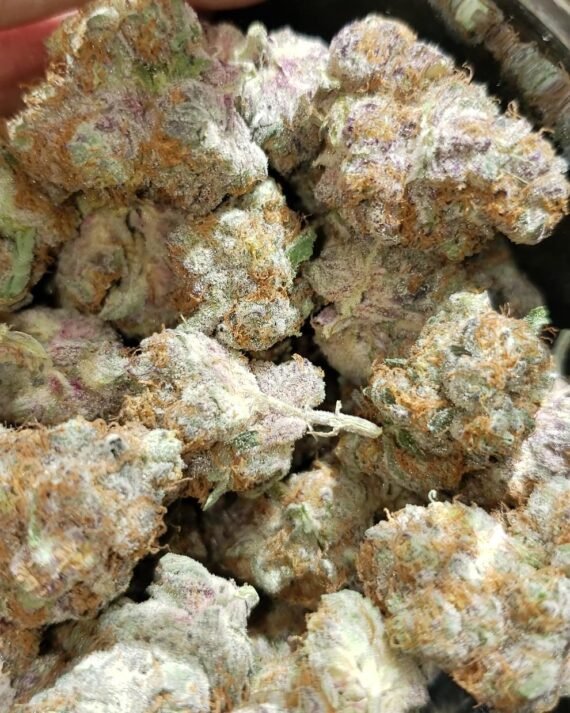 Purple Urkle