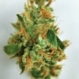 Atomic Jack