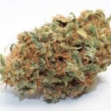 Bubble Gum Kush
