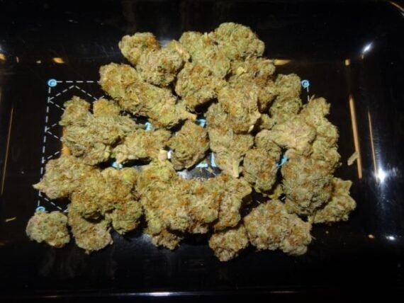 Sunset Sherbert